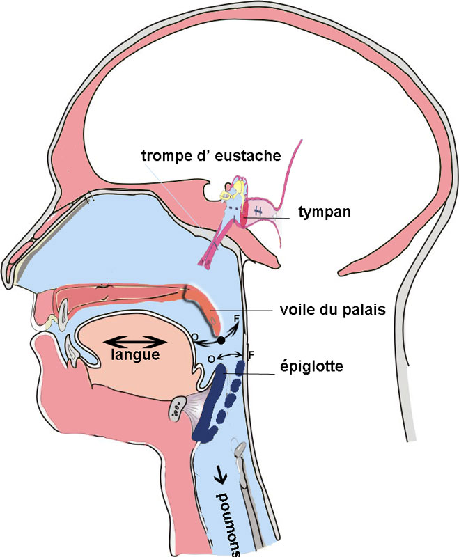 Sphère ORL